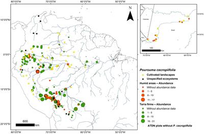 The Domestication of the Amazon Tree Grape (Pourouma cecropiifolia) Under an Ecological Lens